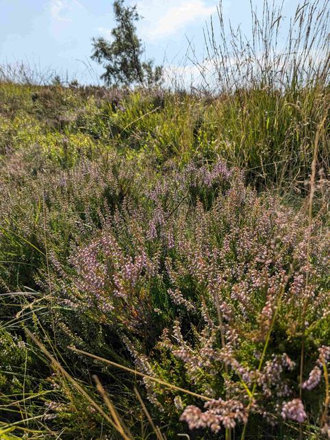 Heather in bloom on the moors in summer.