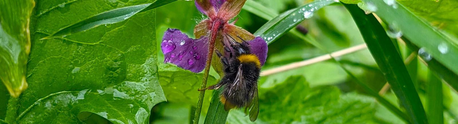 Photo of a bee on a flower.