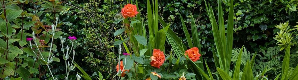Photo of flowers and greenery.