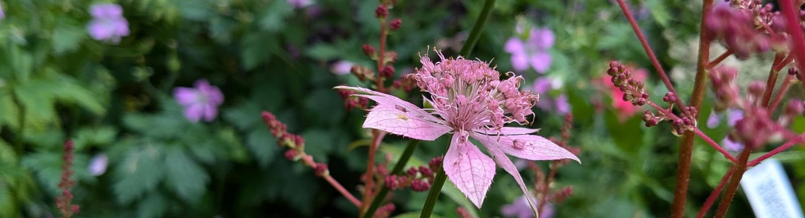 Photo of pink flowers.