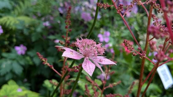 Photo of pink flowers.