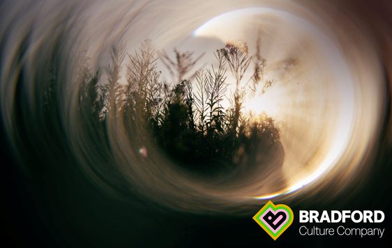 Image of plants in the sun distorted by unfocused swirls.