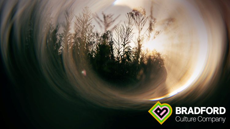 Image of plants in the sun distorted by unfocused swirls.