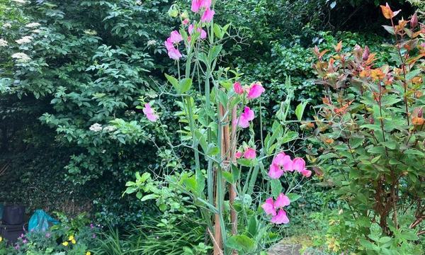 Photo of bright pink sweet peas in a green garden.