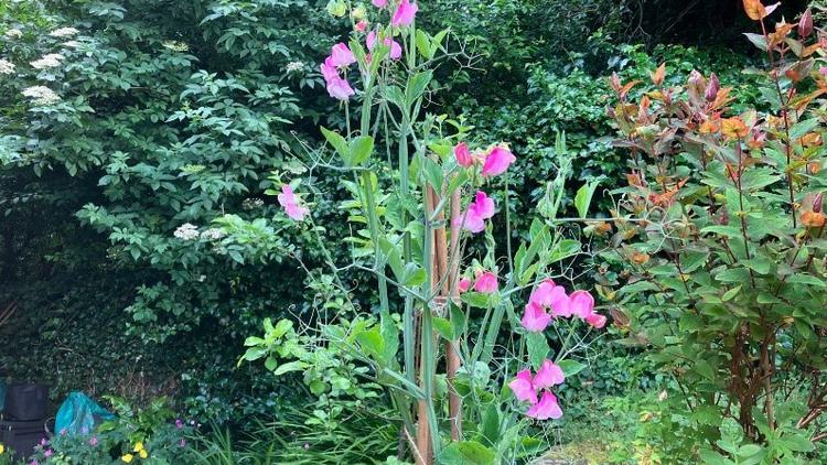 Photo of bright pink sweet peas in a green garden.