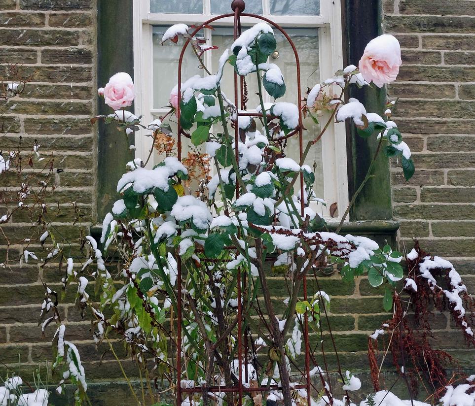 Photo of a snowy rose.