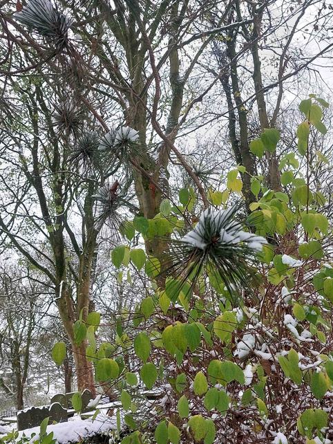 Photo of a snowy pine tree.